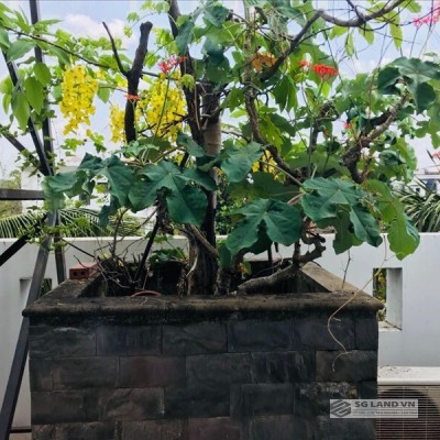 Bán biệt thự fideco thảo điền