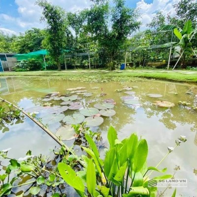 Đất Vườn Long Phước Quận 9