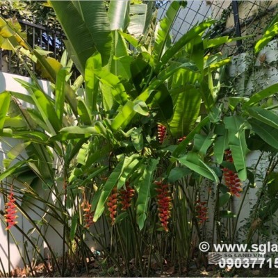 Bán biệt Thảo Điền nằm mặt tiền đường