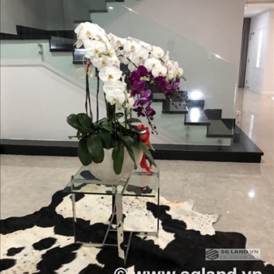 Bán biệt Thảo Điền nằm mặt tiền đường