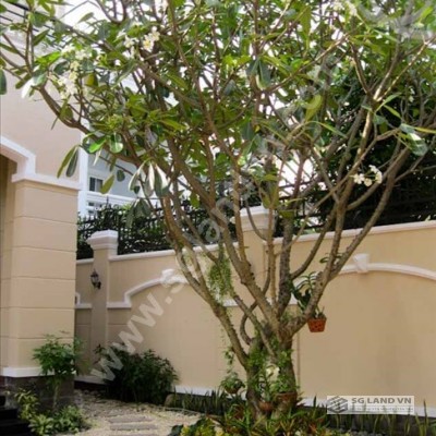 Bán biệt thự ở khu trung tâm phường Thảo Điền