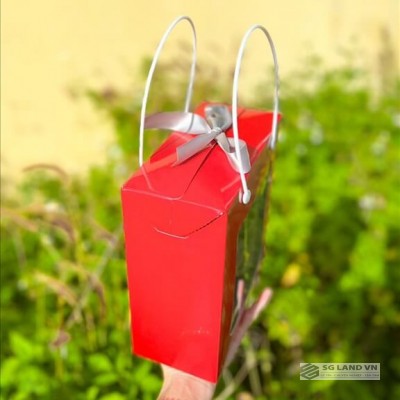 Hạt Macca đóng hộp 500g