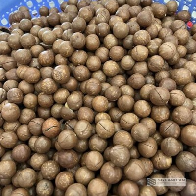 Hạt Macca đóng hộp 500g