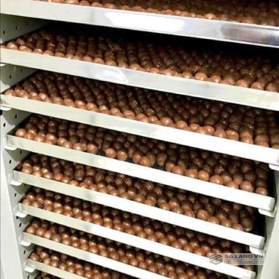 Hạt Macca đóng hộp 500g